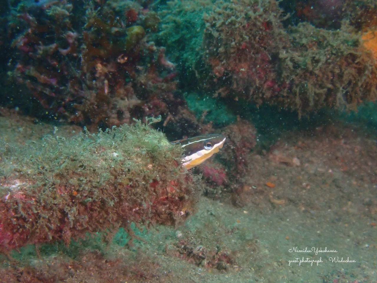 フォトセミナー/ニジギンポ