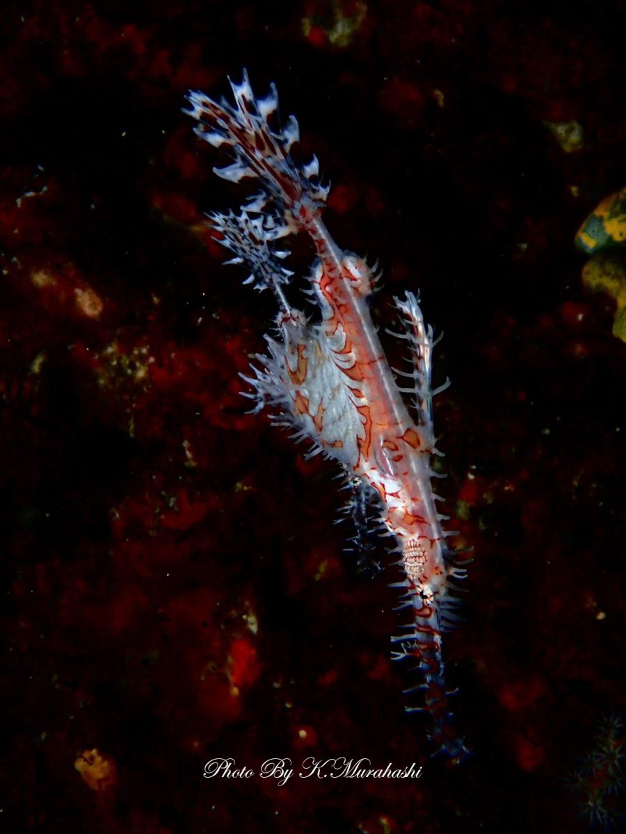 盛りだくさんの北川ボート!