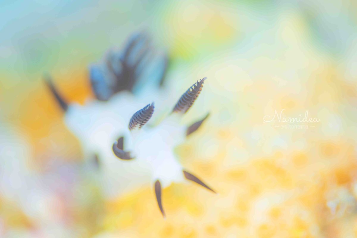 Namidea 北川ボートツアー開催！