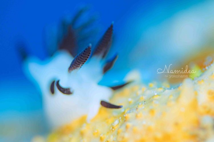 Namideaけいたちゃんのカメラ日記〜西表島マクロ編〜