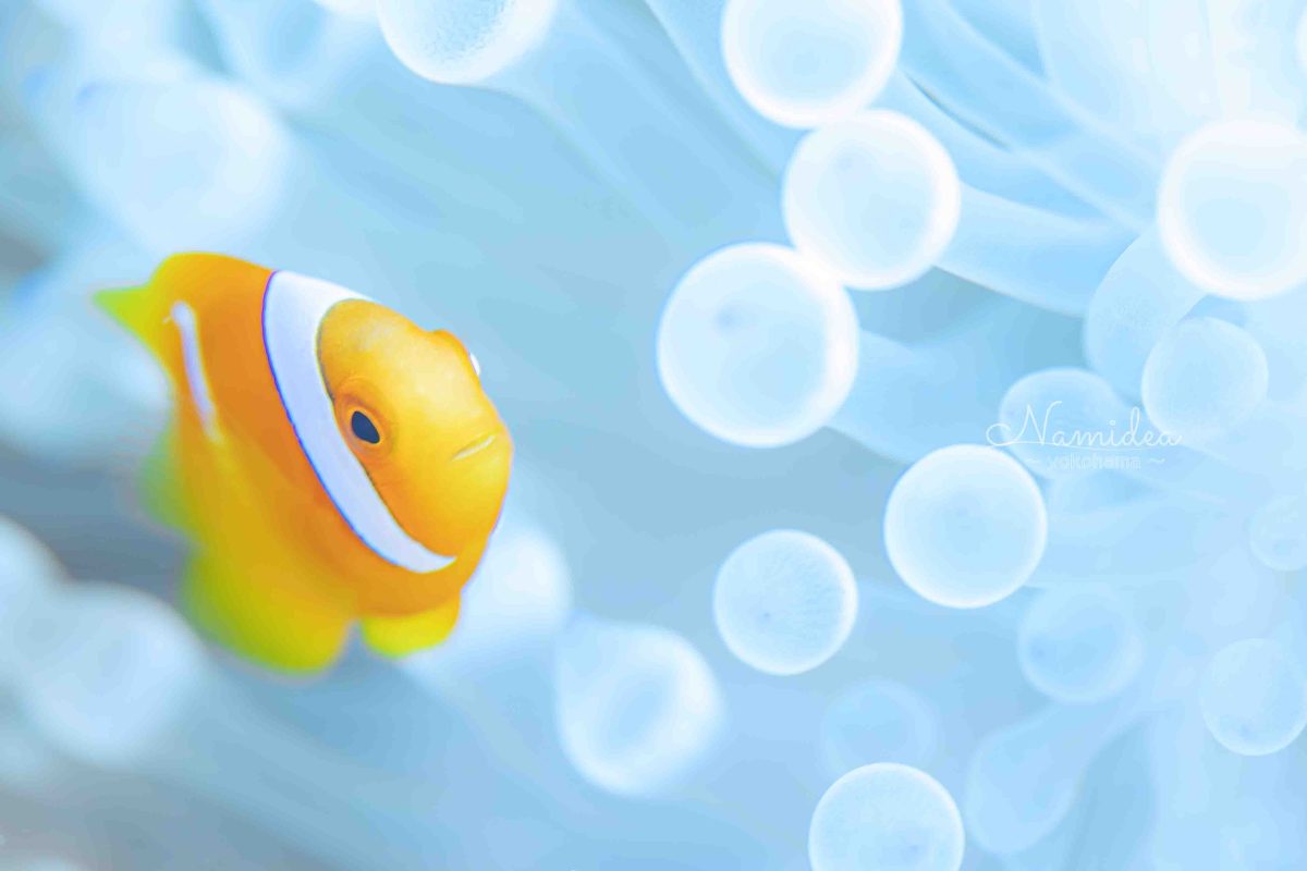 Namideaけいたちゃんのカメラ日記〜西表島マクロ編〜