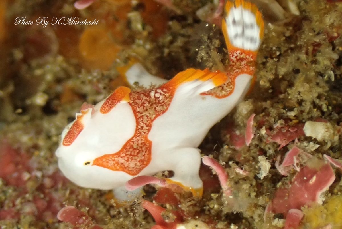 盛りだくさんの北川ボート!