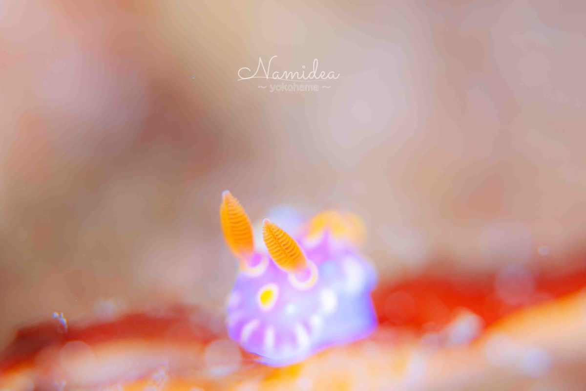 Namidea 11月も折り返し👍