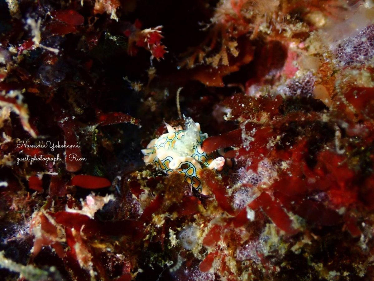 トウモンウミコチョウ