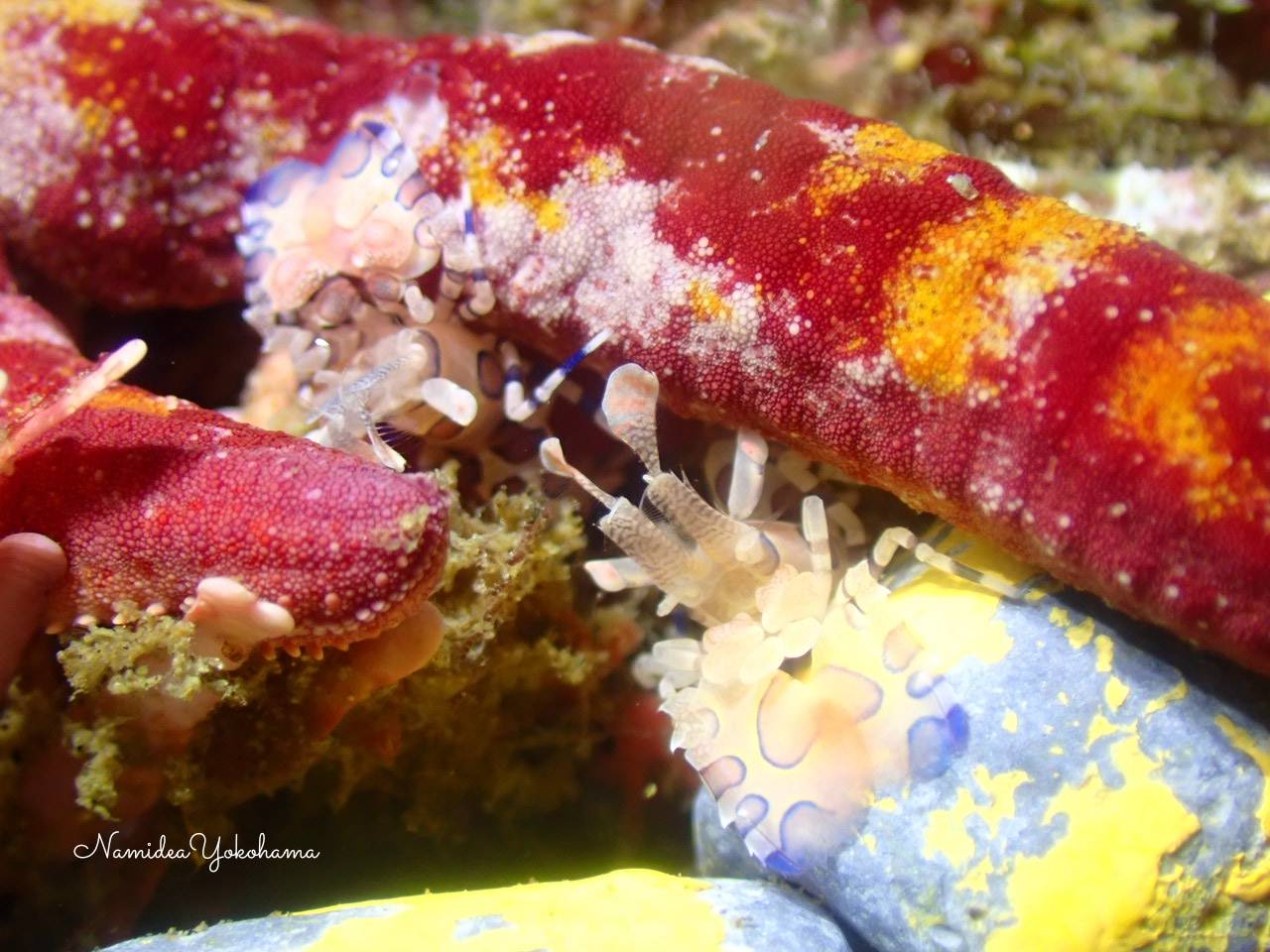 北川 フリソデエビ