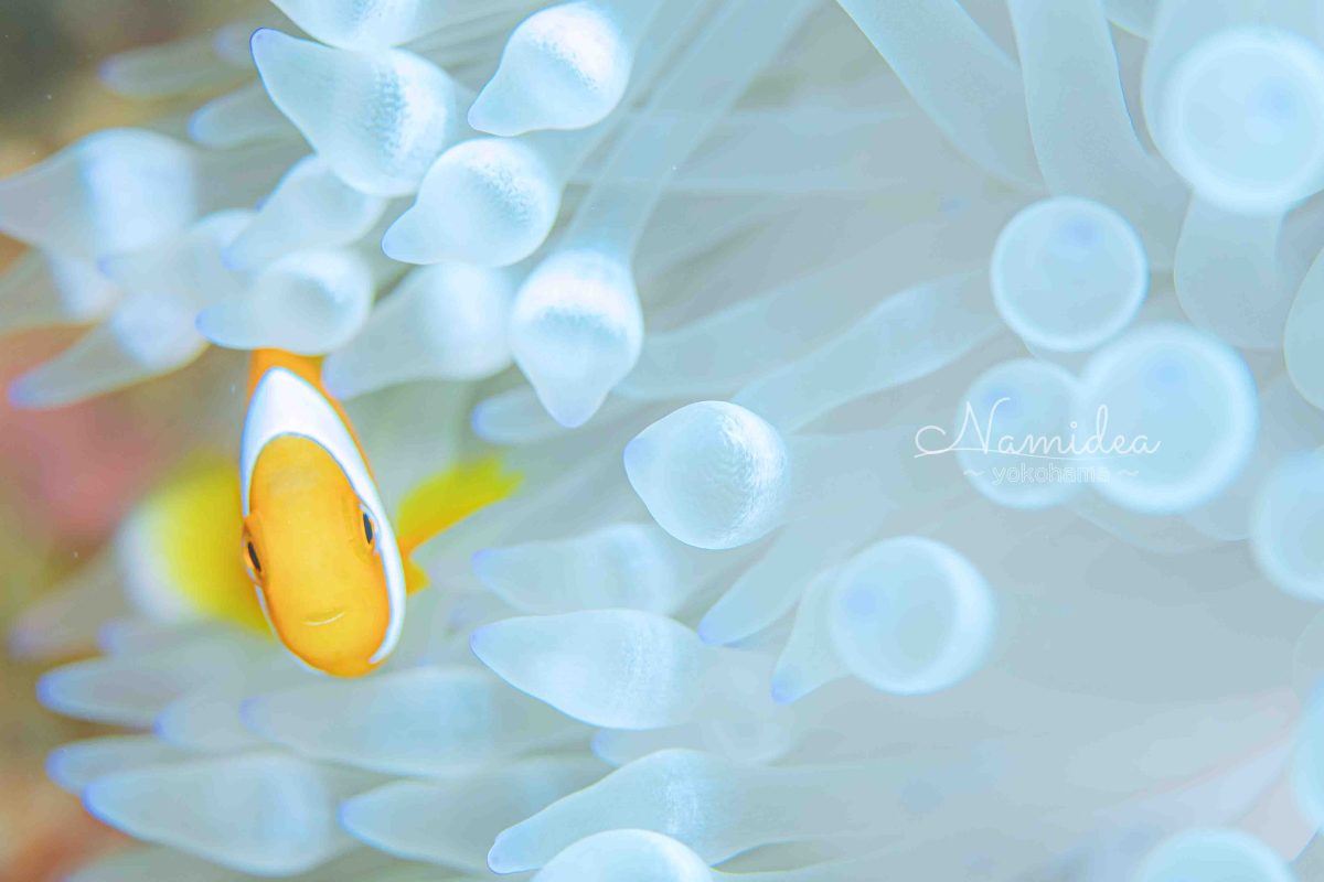 Namideaけいたちゃんのカメラ日記〜西表島マクロ編〜