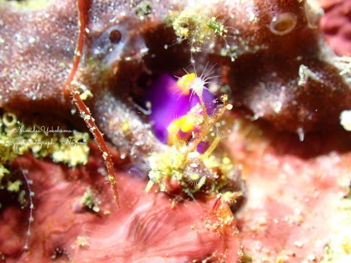 ムラサキウミコチョウ