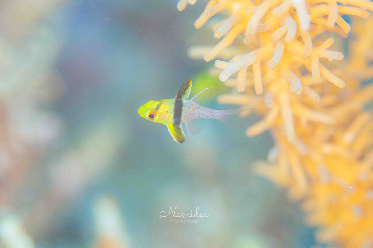 Namideaけいたちゃんのカメラ日記〜西表島マクロ編〜