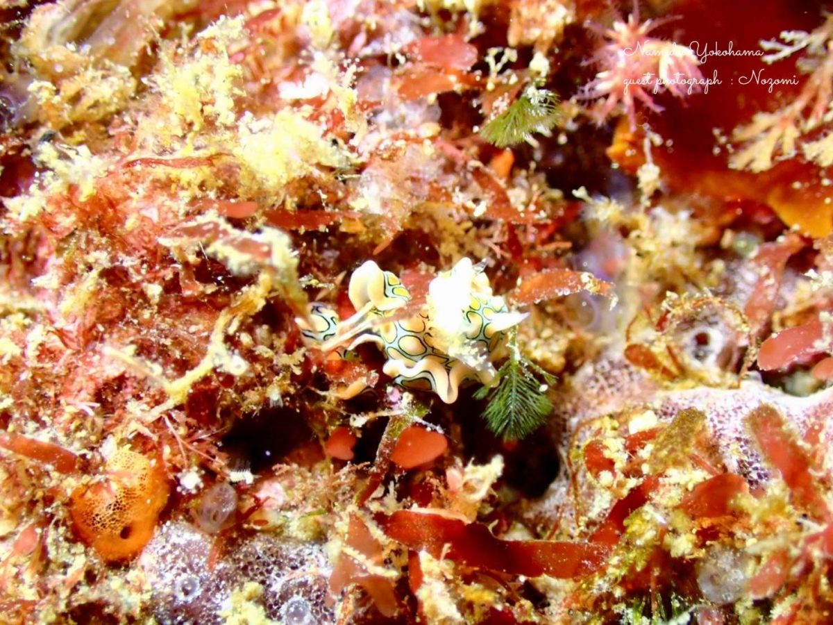 トウモンウミコチョウ