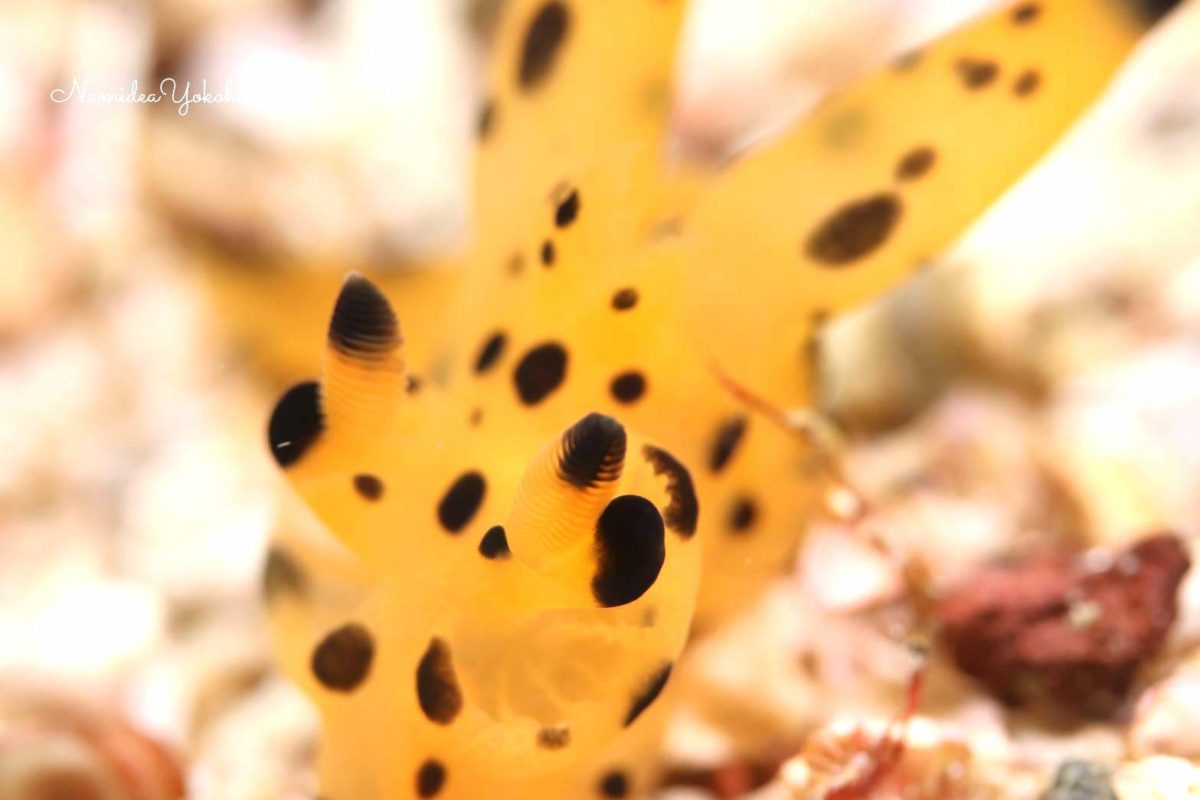 カンナツノザヤウミウシ