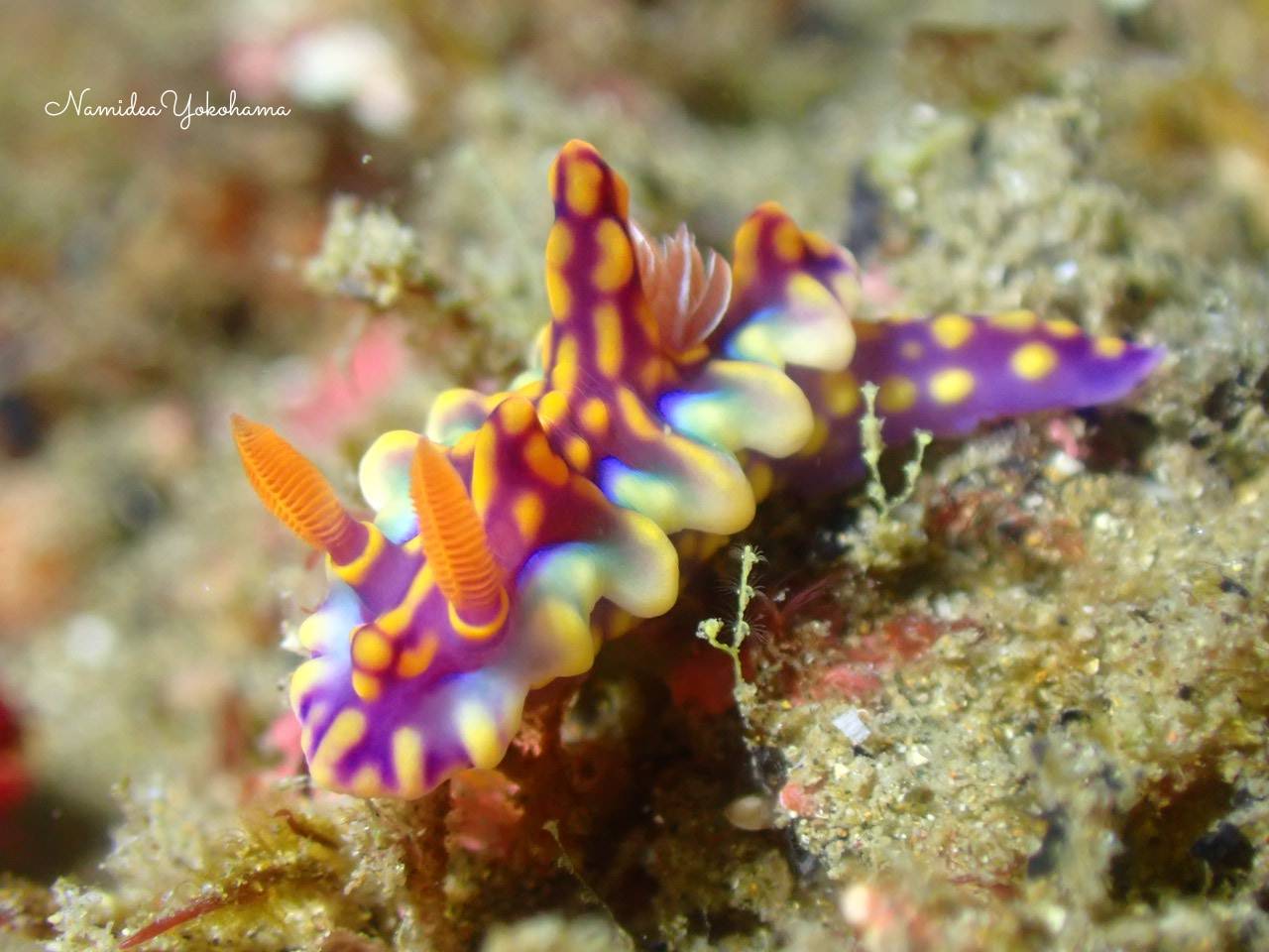 北川 ミアミラウミウシ