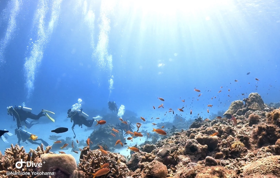 Namidea これから夏なのか??