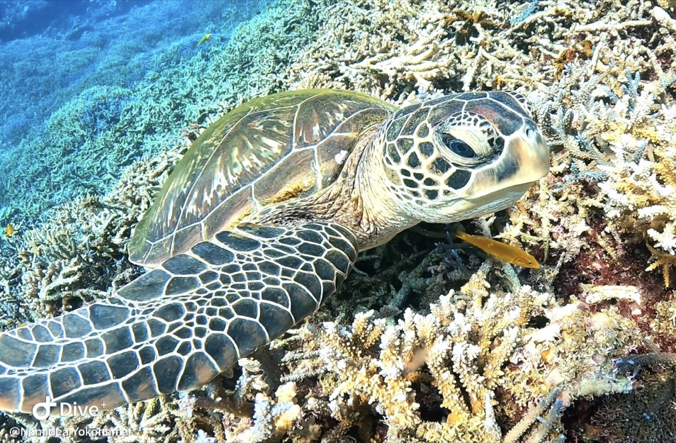 西表島・みんなとの思ひ出日記📖