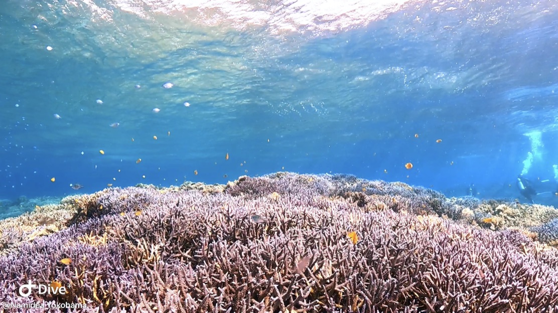 西表島・みんなとの思ひ出日記📖