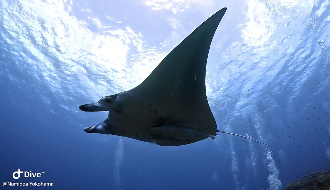 西表島・みんなとの思ひ出日記📖