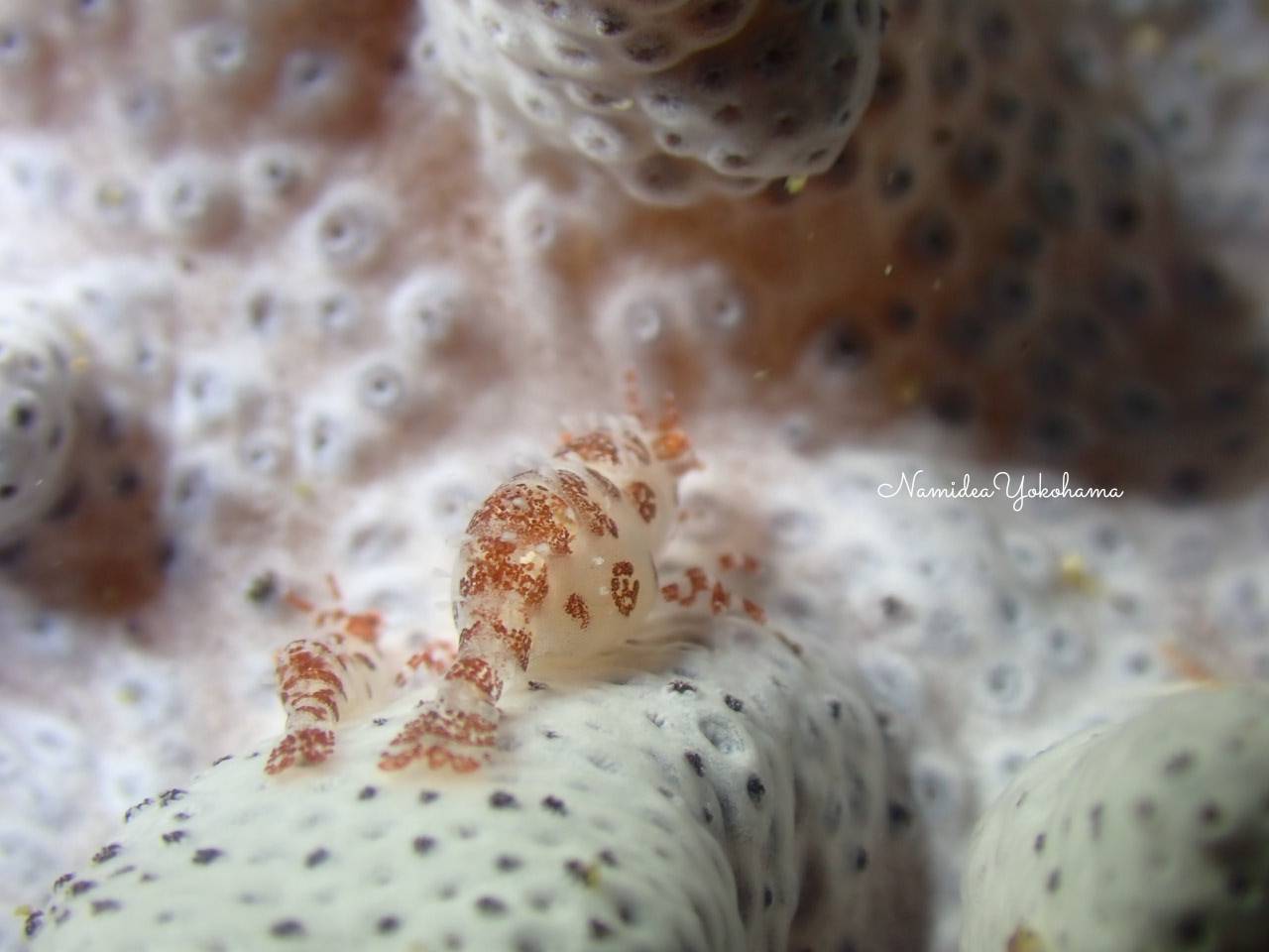 北川 ウズラカクレモエビ