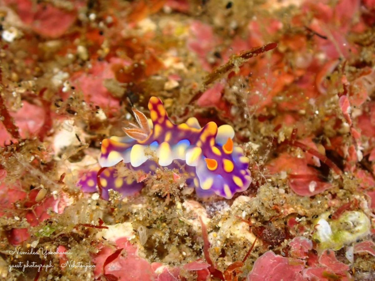 ミアミラウミウシ