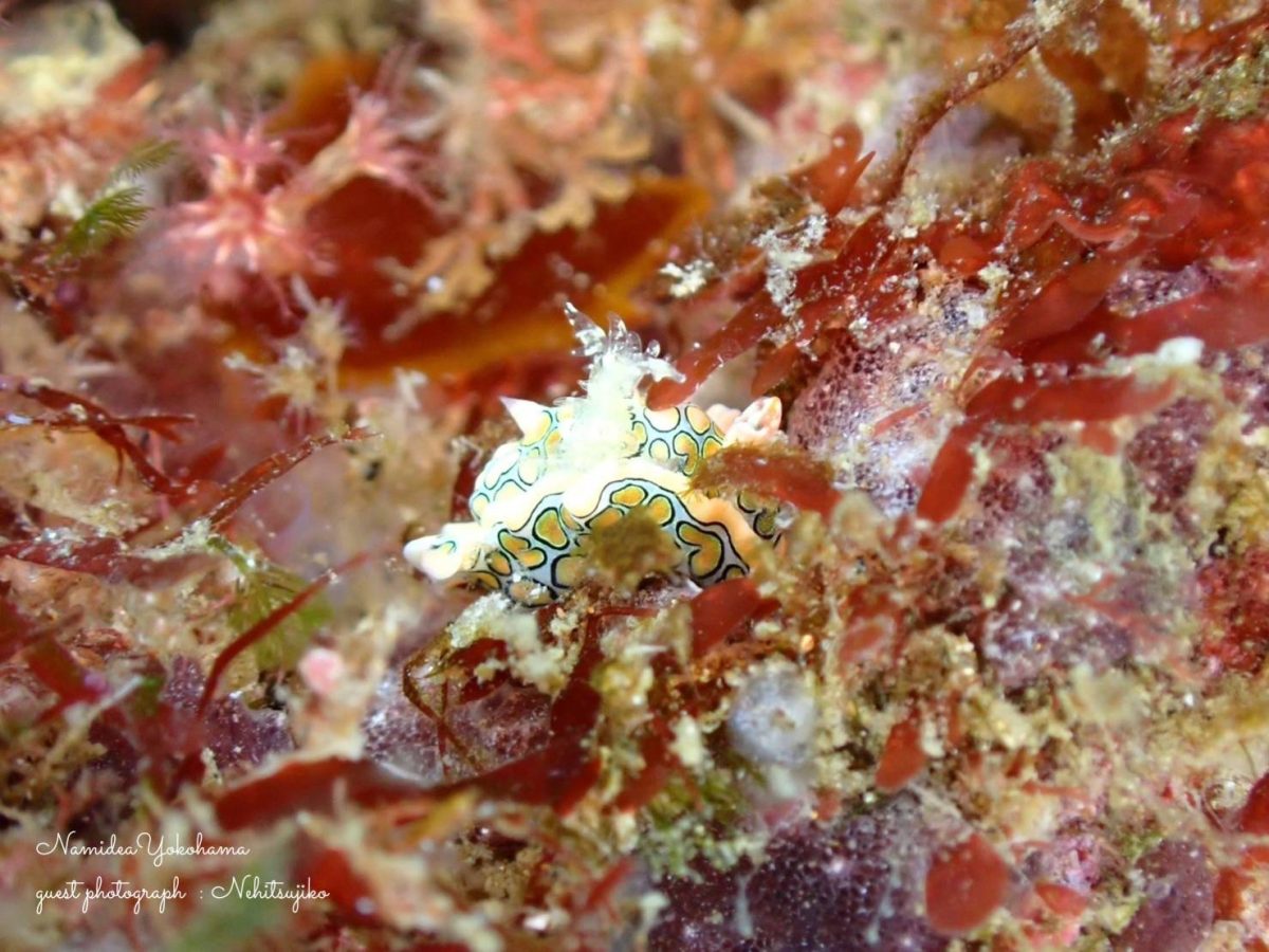 トウモンウミコチョウ