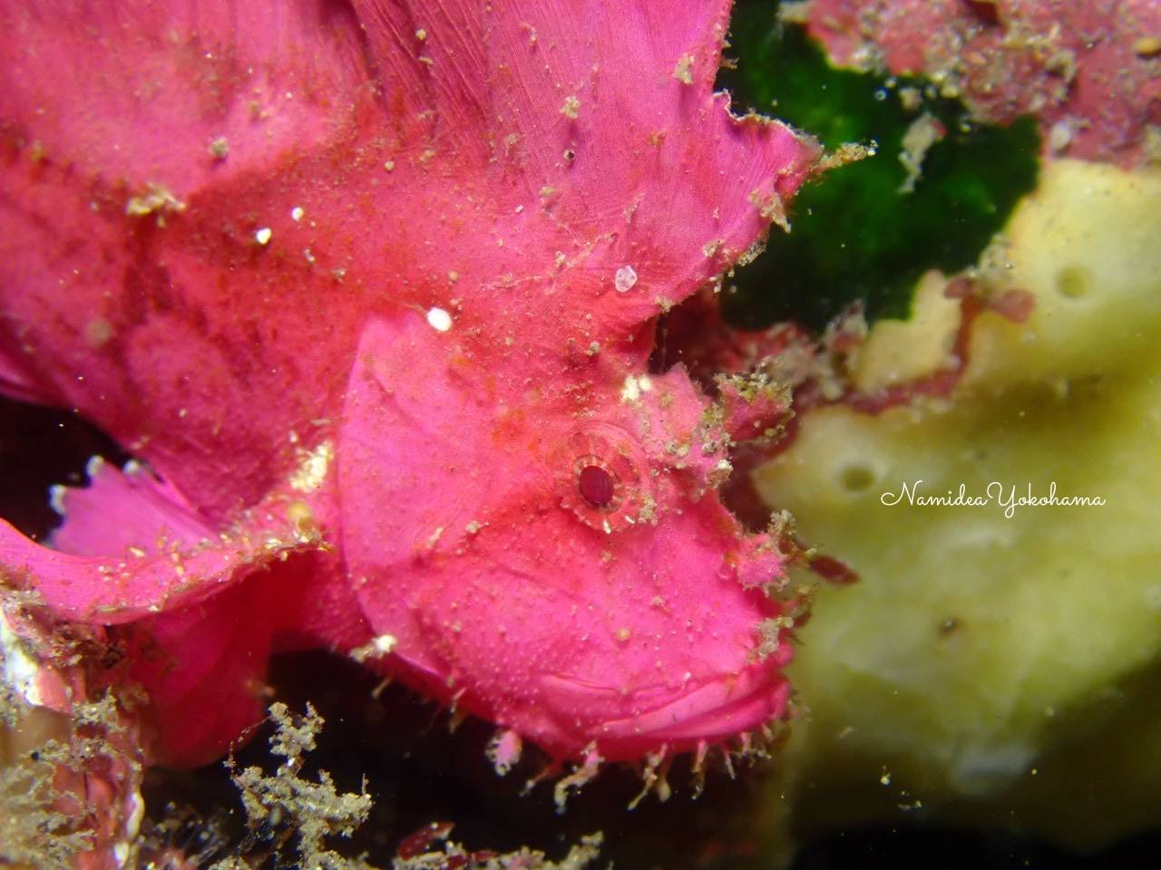 北川 ハダカハオコゼ