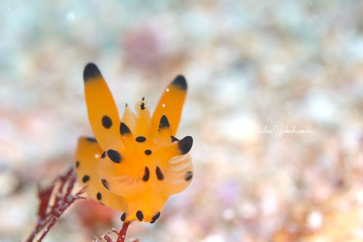 カンナツノザヤウミウシ