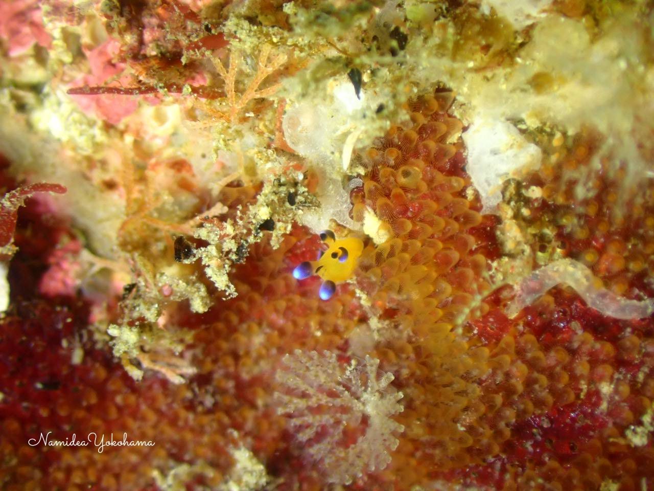 北川 ウデフリツノザヤウミウシ