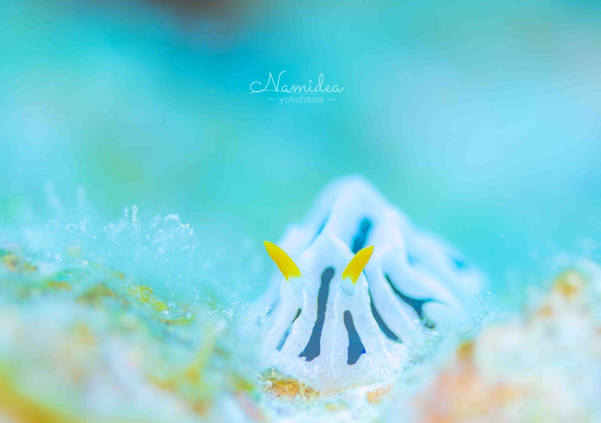 Namidea 今週もあっという間に金曜日！