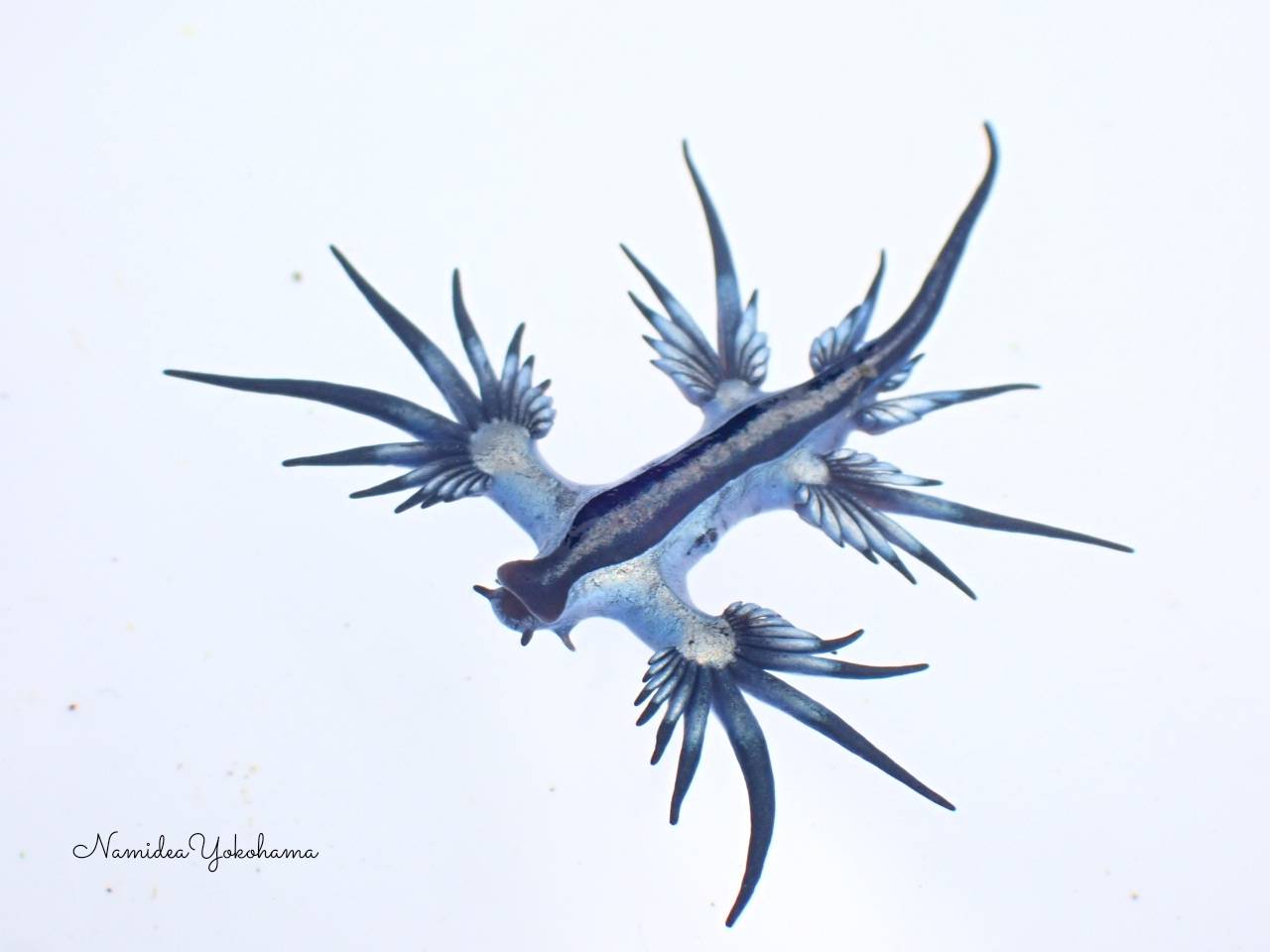 北川 アオミノウミウシ