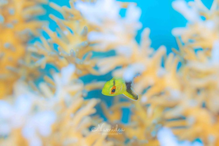 Namideaけいたちゃんのカメラ日記〜西表島マクロ編〜