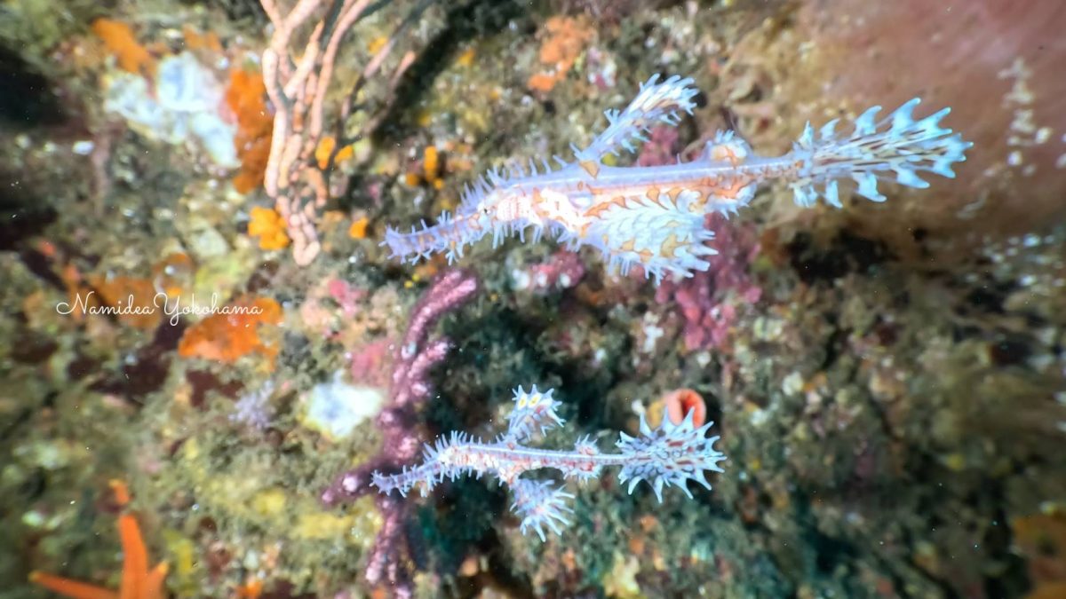 北川 ニシキフウライウオ