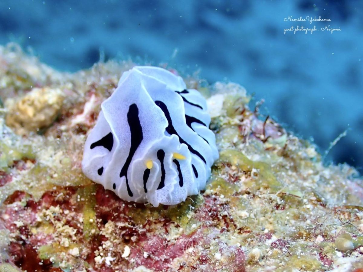 西表島 ユキヤマウミウシ