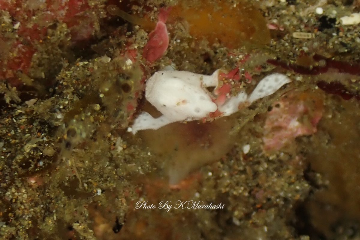 盛りだくさんの北川ボート!