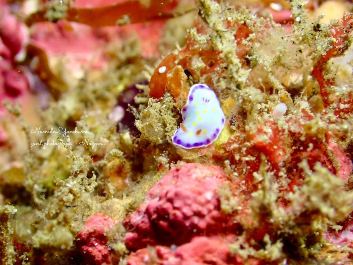 コモンウミウシ