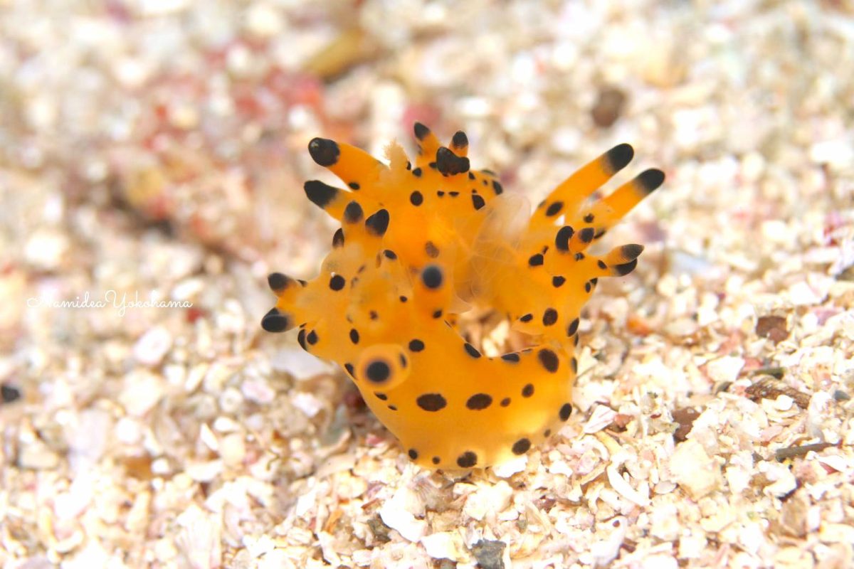 カンナツノザヤウミウシ