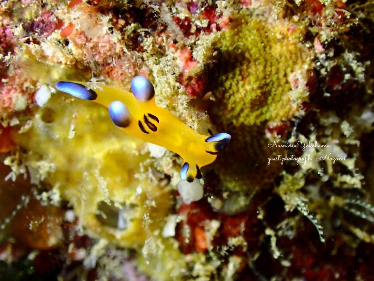 ウデフリツノザヤウミウシ