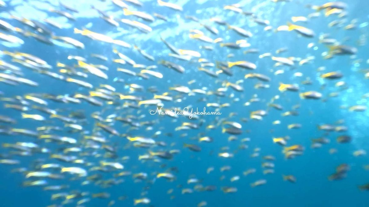 レンズ付きで撮ってしまったタカベ