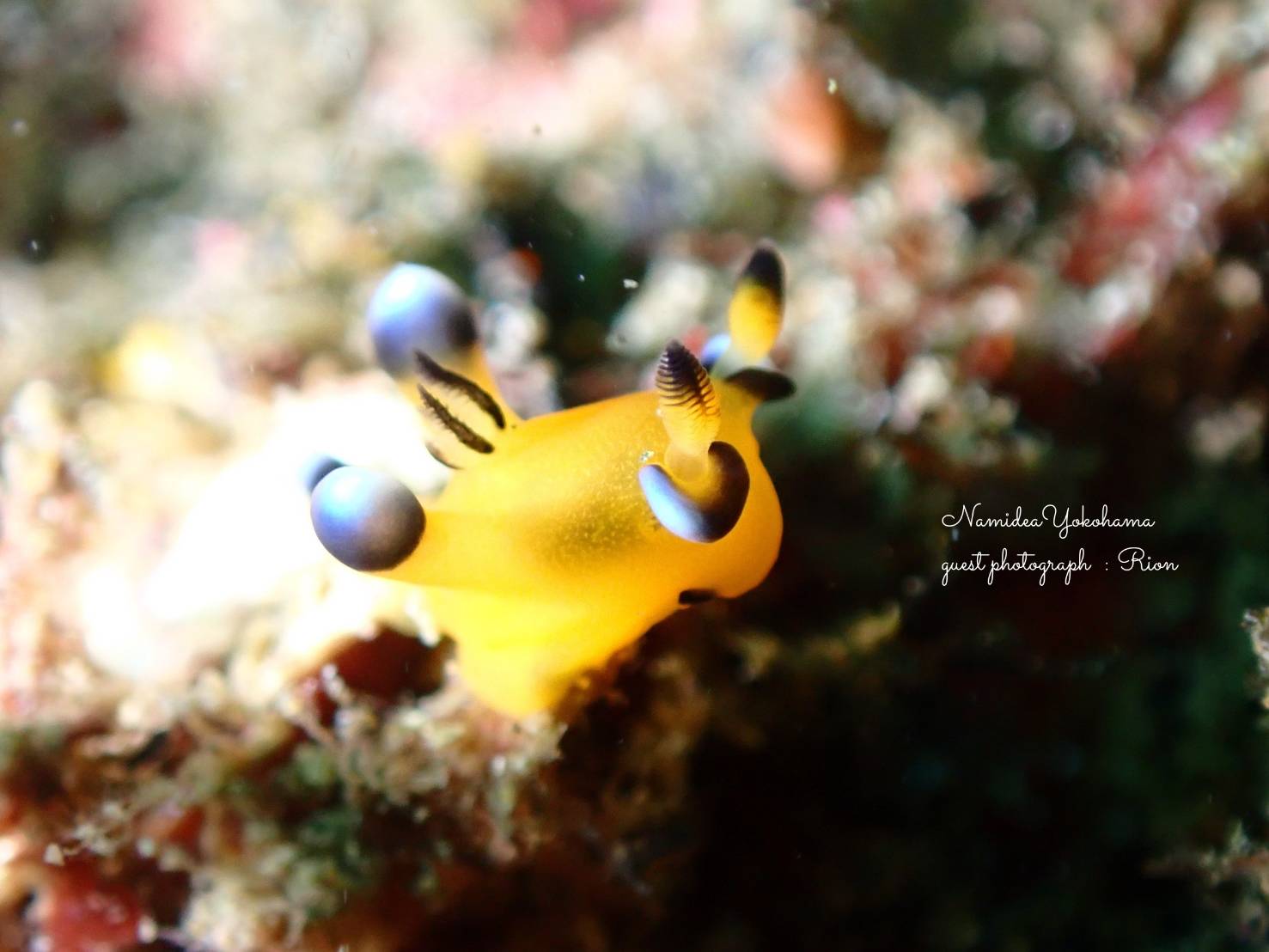 ウデフリツノザヤウミウシ