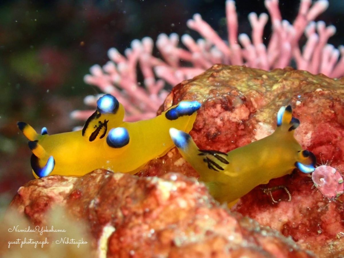 ウデフリツノザヤウミウシ