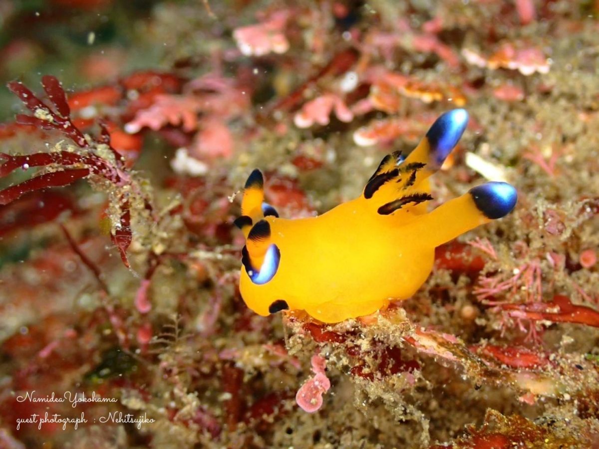 ウデフリツノザヤウミウシ