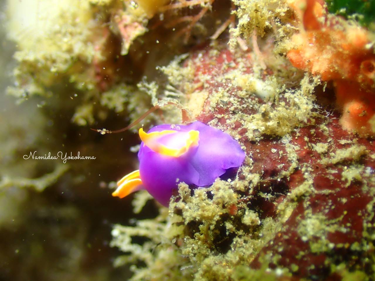北川 ムラサキウミコチョウ
