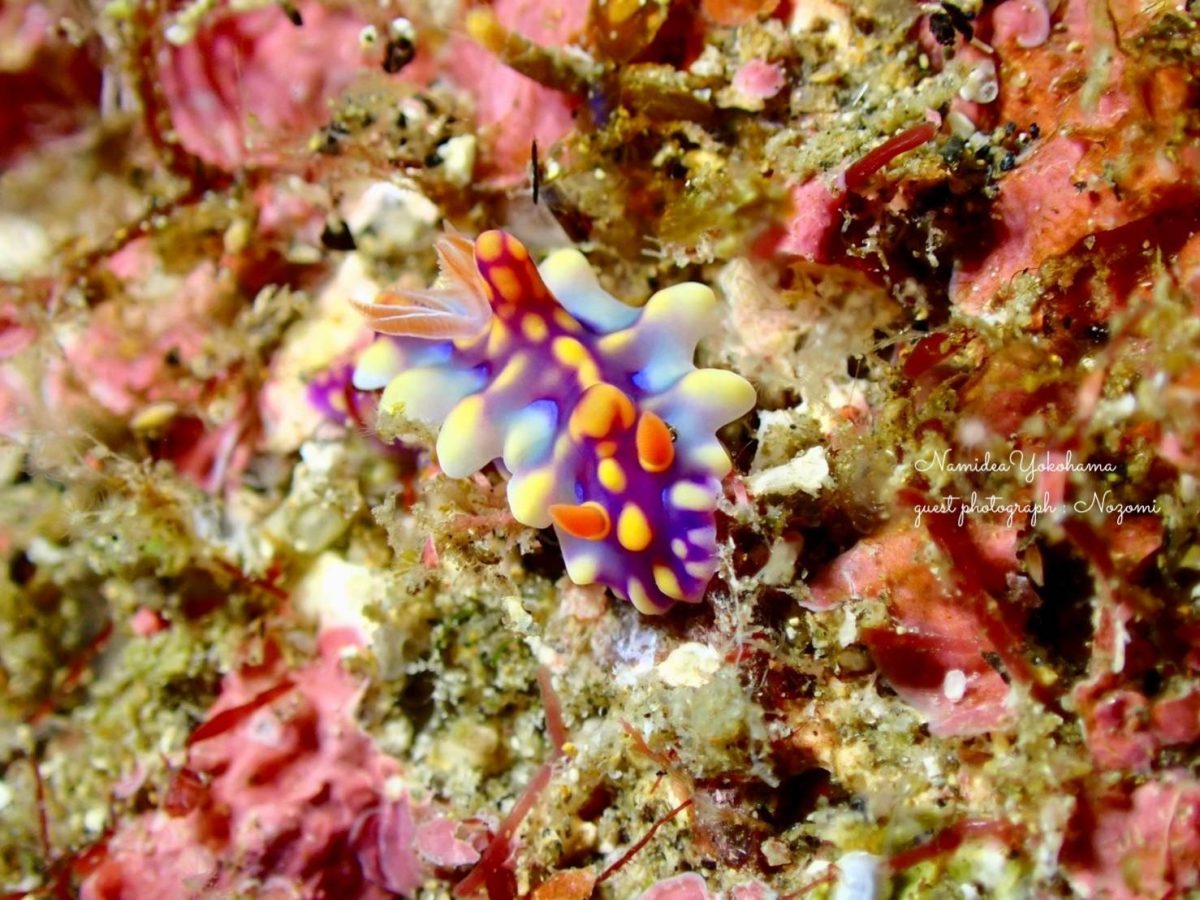 ミアミラウミウシ