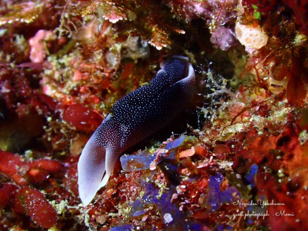 富戸 コナユキツバメガイ