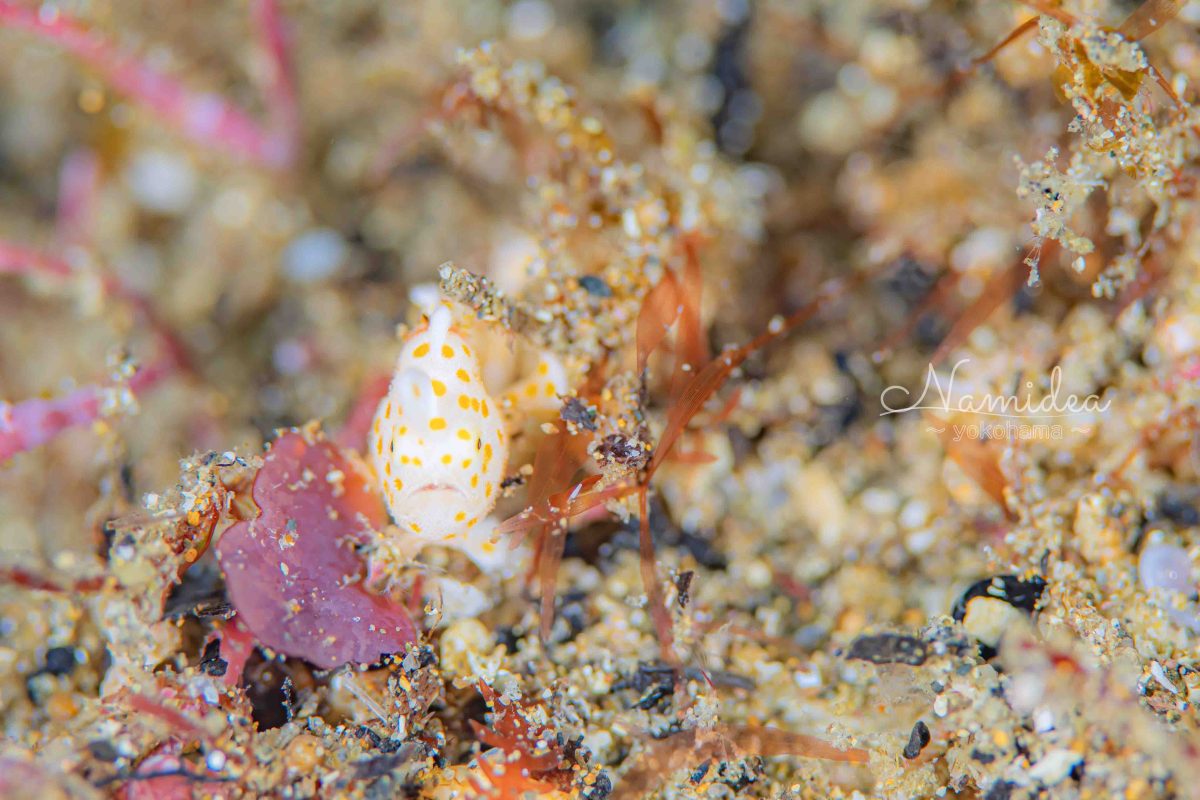 Namidea年末カメラ日記!