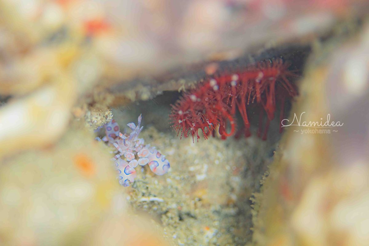 Namidea年末カメラ日記!