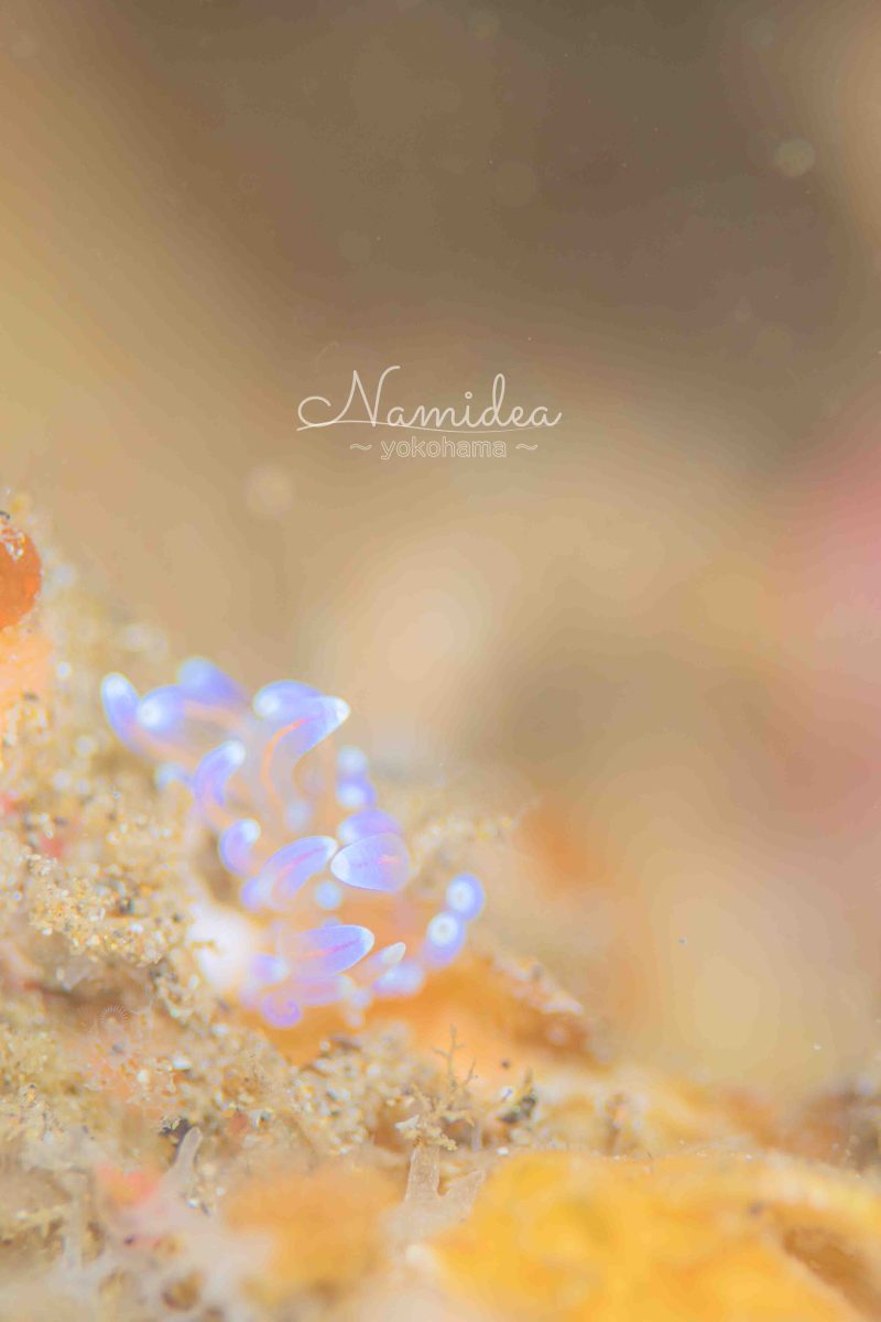 Namidea明日は忘年会！