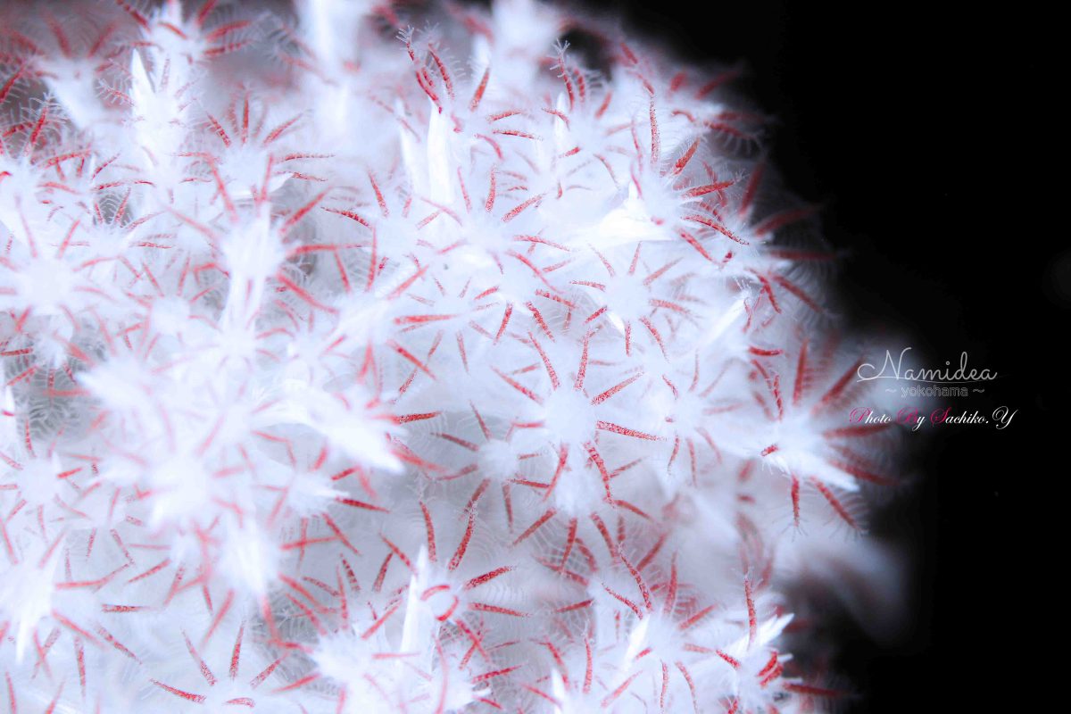 Namidea 只今北川絶好調!