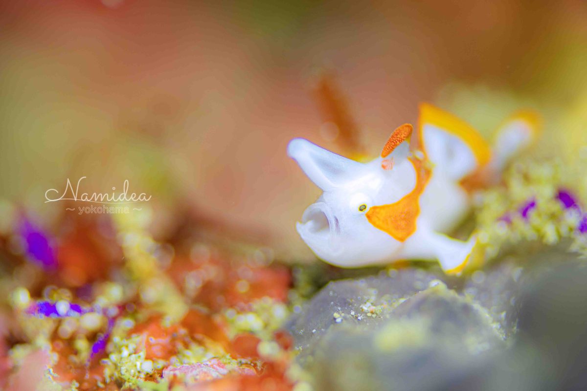 Namidea年末カメラ日記!