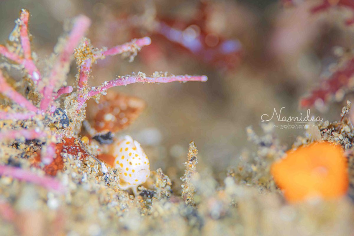 Namidea年末カメラ日記!