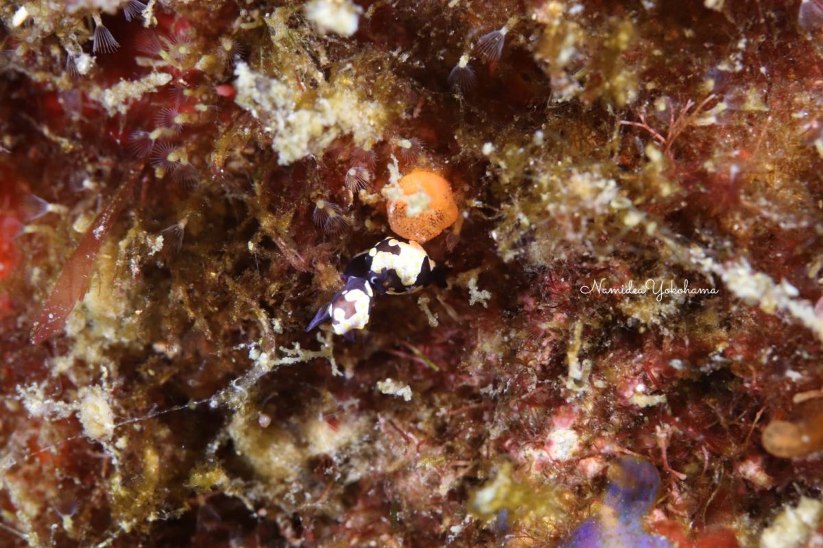 富戸トンプソンアワツブガイ