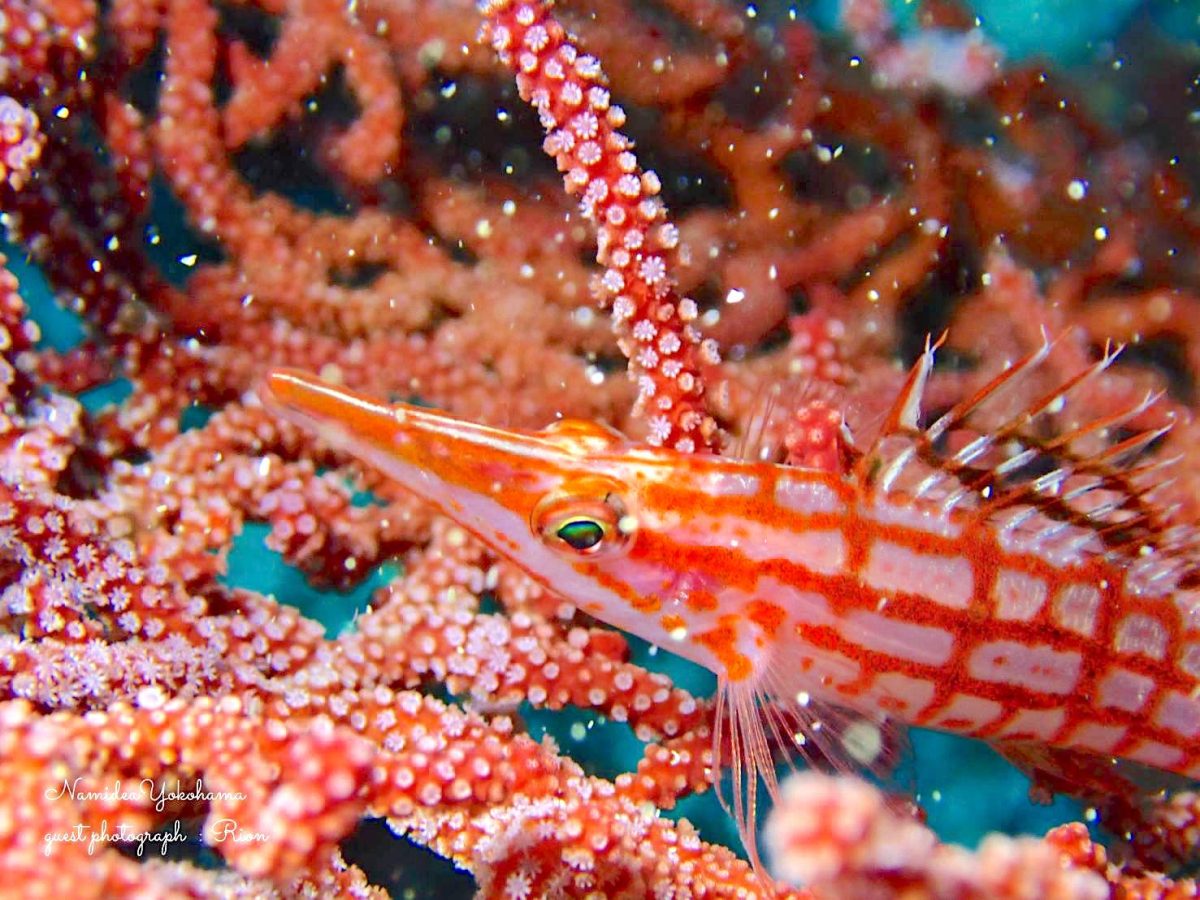 赤いクダゴンベ