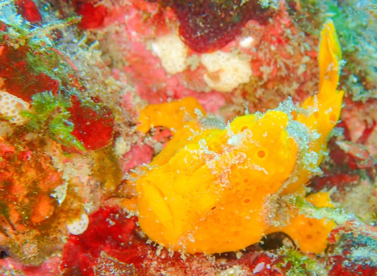 Namidea こちらも絶好調ヨコバマツアー!